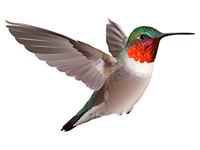 Pollinator Day 2019